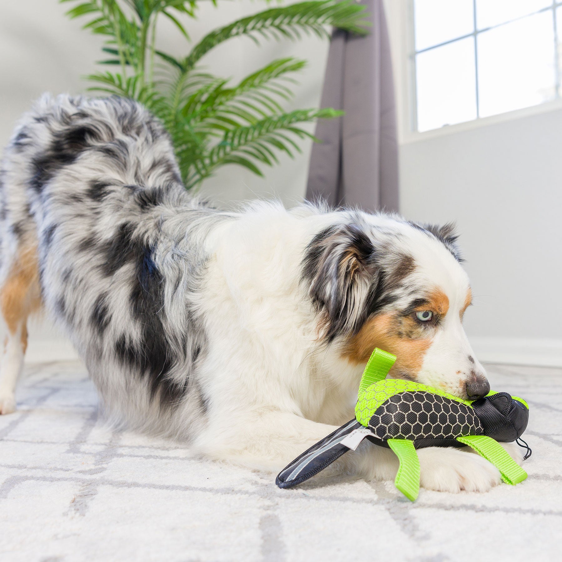 A fluffy merle dog playfully chews on a Hyperpet toy, the Hyper Pet Grab Tabs Plush Beaver, made of ballistic nylon. Indoors on a light rug with a large green plant and window in the background, it eagerly awaits its next game of fetch.