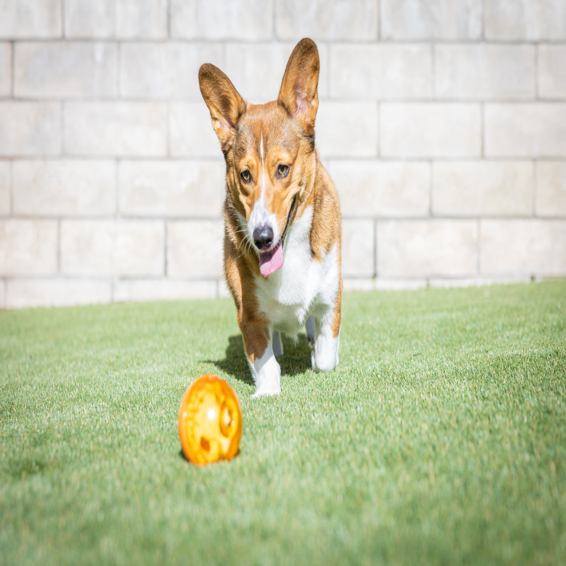 A Corgi with reddish-brown and white fur joyfully runs on green grass toward the OurPets 3 IQ Treat Ball. Against a light gray brick wall, the dog excitedly chases this new favorite toy with its tongue out.