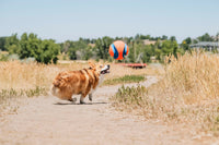 Chuckit! Kick Fetch Dog Toy