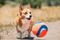 Chuckit! Kick Fetch Dog Toy