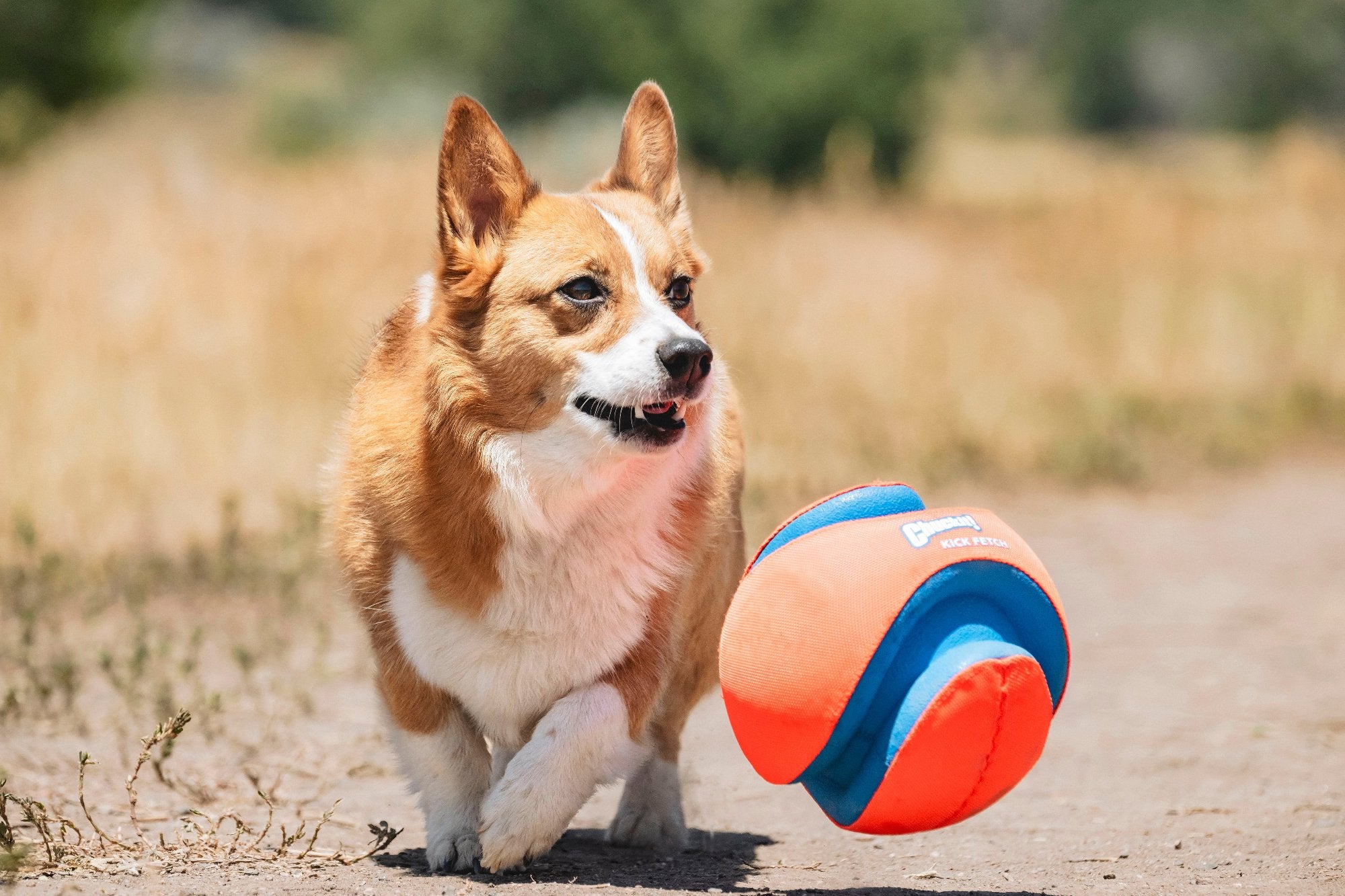 Chuckit! Kick Fetch Dog Toy