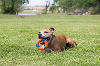 A brown dog contentedly chews on a Chuckit! UltraRing Dog Fetch Toy, an orange and blue ring, in a grassy field. Trees and water form the blurred background, creating the perfect setting for fetch with the Chuckit! RingChaser.