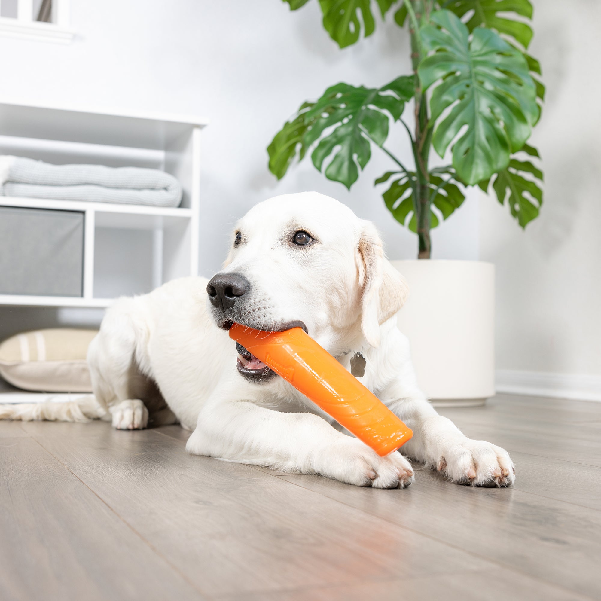 Top ten dog toys online