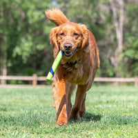 A dog with a Chuckit! Peanut Butter Fetch Stick Dog Toy