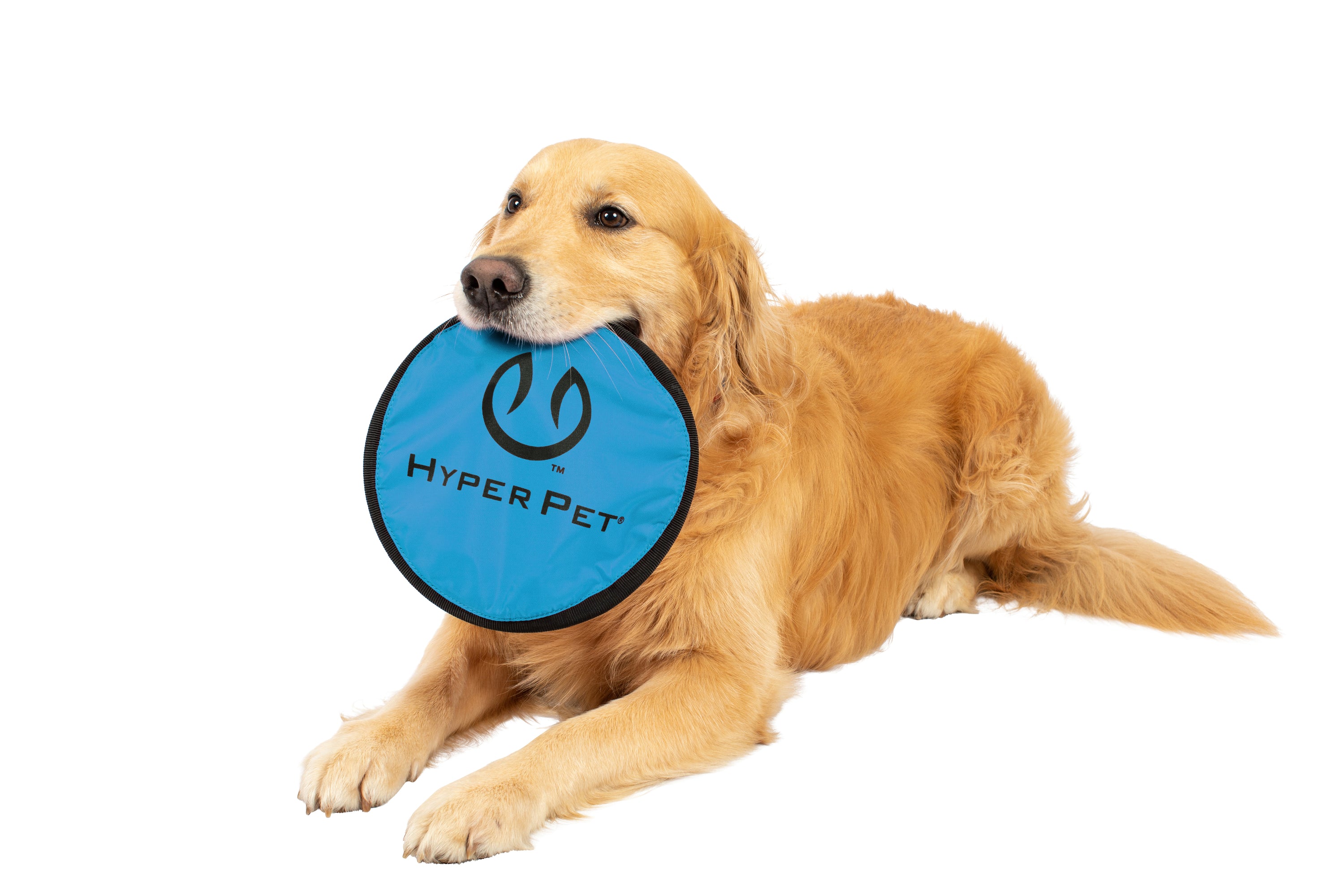 A golden retriever is lying against a white background, holding a blue Hyper Pet Flippy Flopper 9 Flying Disc from Hyperpet in its mouth, looking relaxed and content.