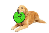 A Golden Retriever lies with a green Hyperpet Flippy Flopper 9 Flying Disc in its mouth, glancing to the side on a white background.