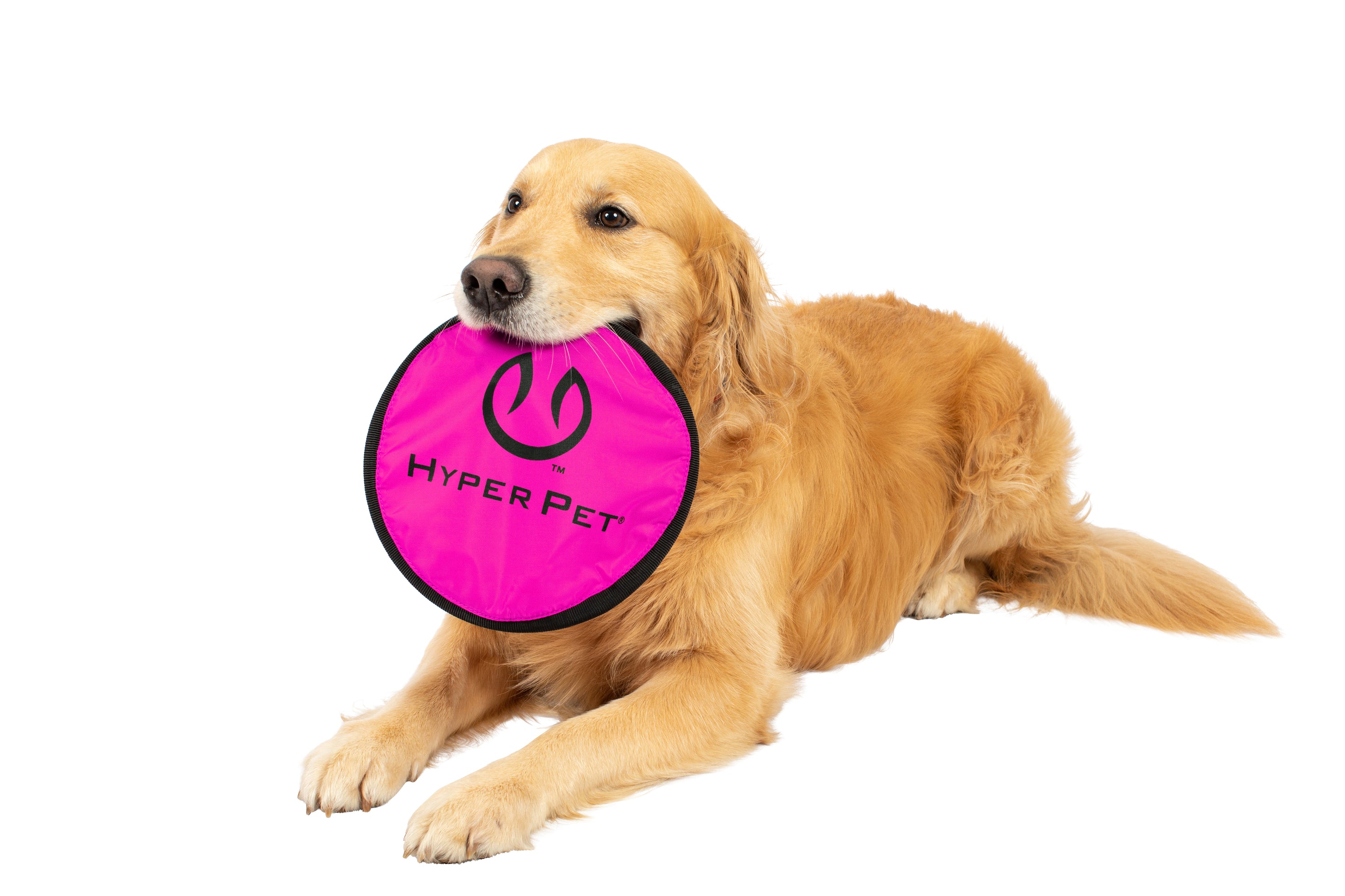 A golden retriever lies down holding a pink Hyper Pet Flippy Flopper 9 Flying Disc by Hyperpet against a white background.