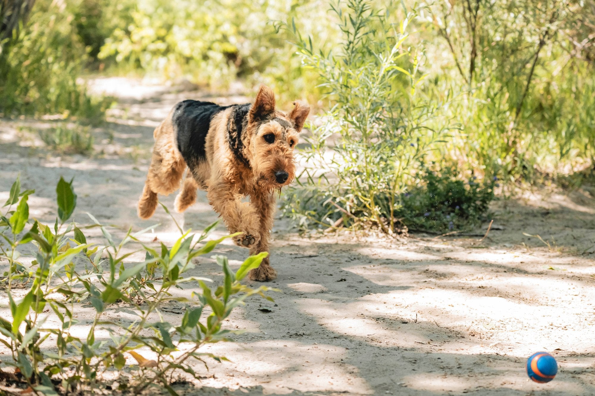 Chuckit Ultra Squeaker Ball Petmate