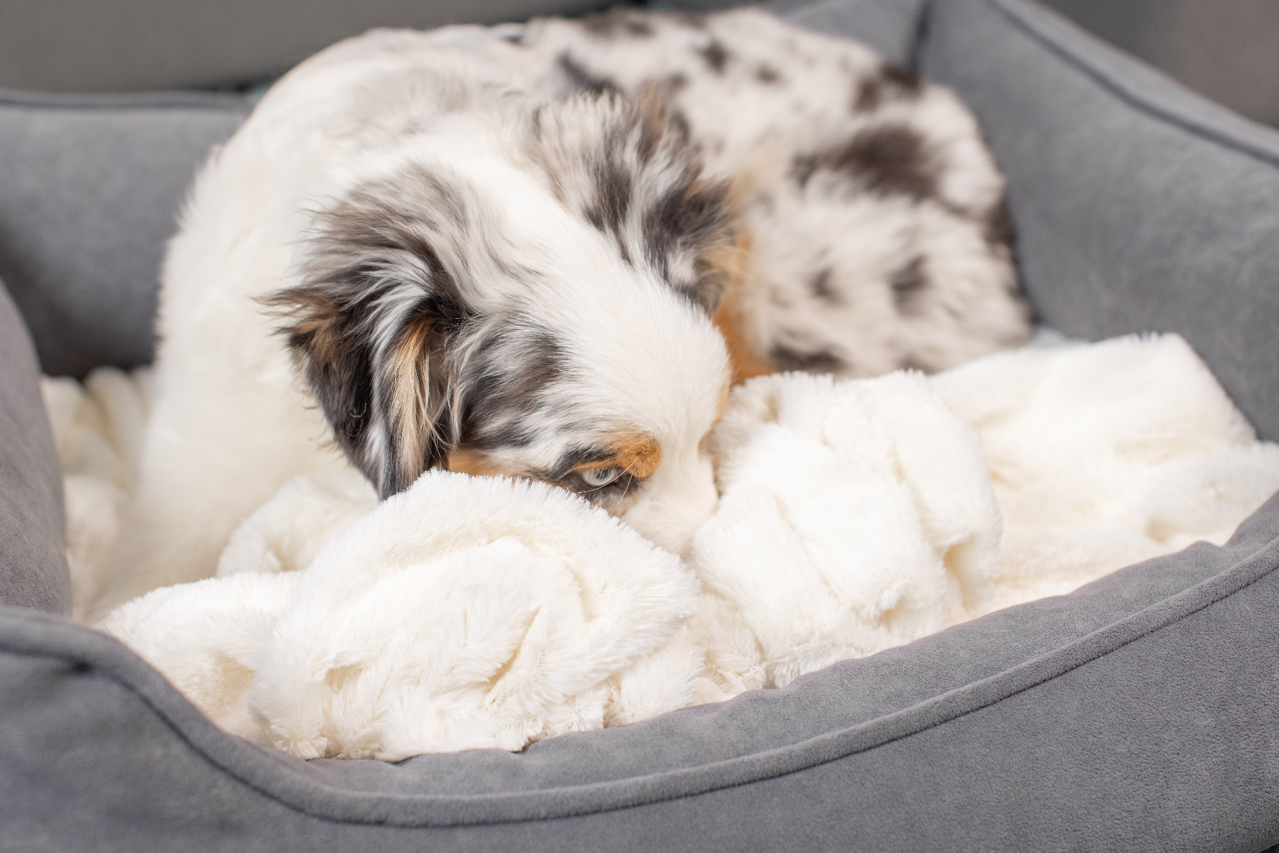 A merle-coated dog is comfortably curled up in a PetFusion Medium Cuddler Bed, featuring high-walled bolsters and a memory foam base. Resting its head on the white fuzzy blanket, the dog gazes calmly to the side.