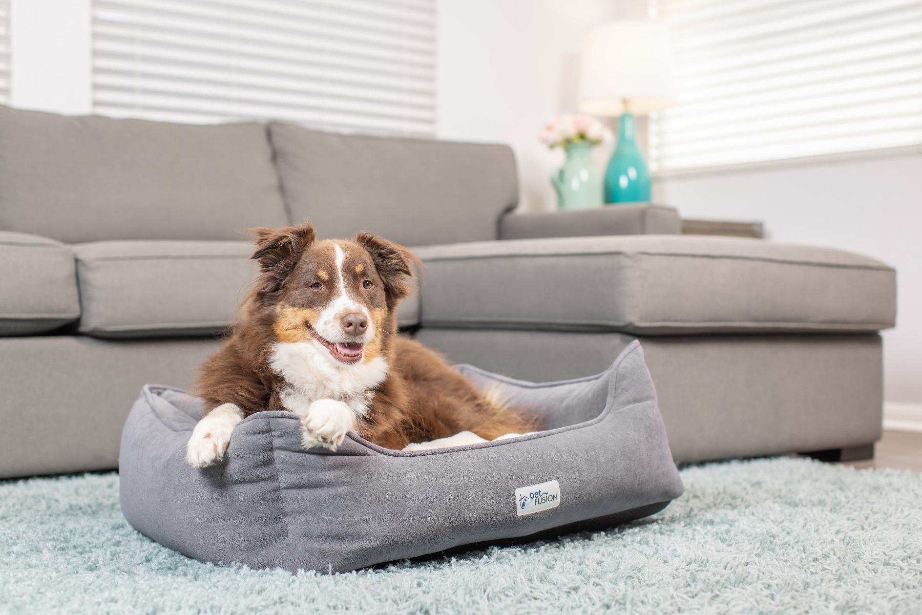 A brown and white dog sits happily in a Pet Fusion Medium Cuddler Bed with high-walled bolsters on a light blue rug. The room features a gray sofa, a lamp, and blurred decor, creating a cozy ambiance enhanced by the memory foam base.