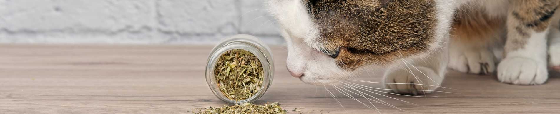 The Do s and Don ts of Catnip Petmate