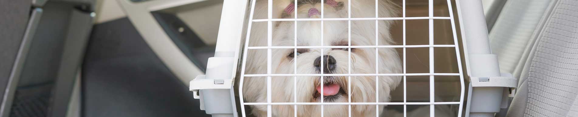 How To Secure a Kennel in a Car Petmate