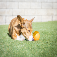 A brown and white corgi lies on green grass, eyes closed, resting its head on an OurPets 3 IQ Treat Ball by Our Pets. In the background is a light gray brick wall. The sun shines, casting soft shadows.