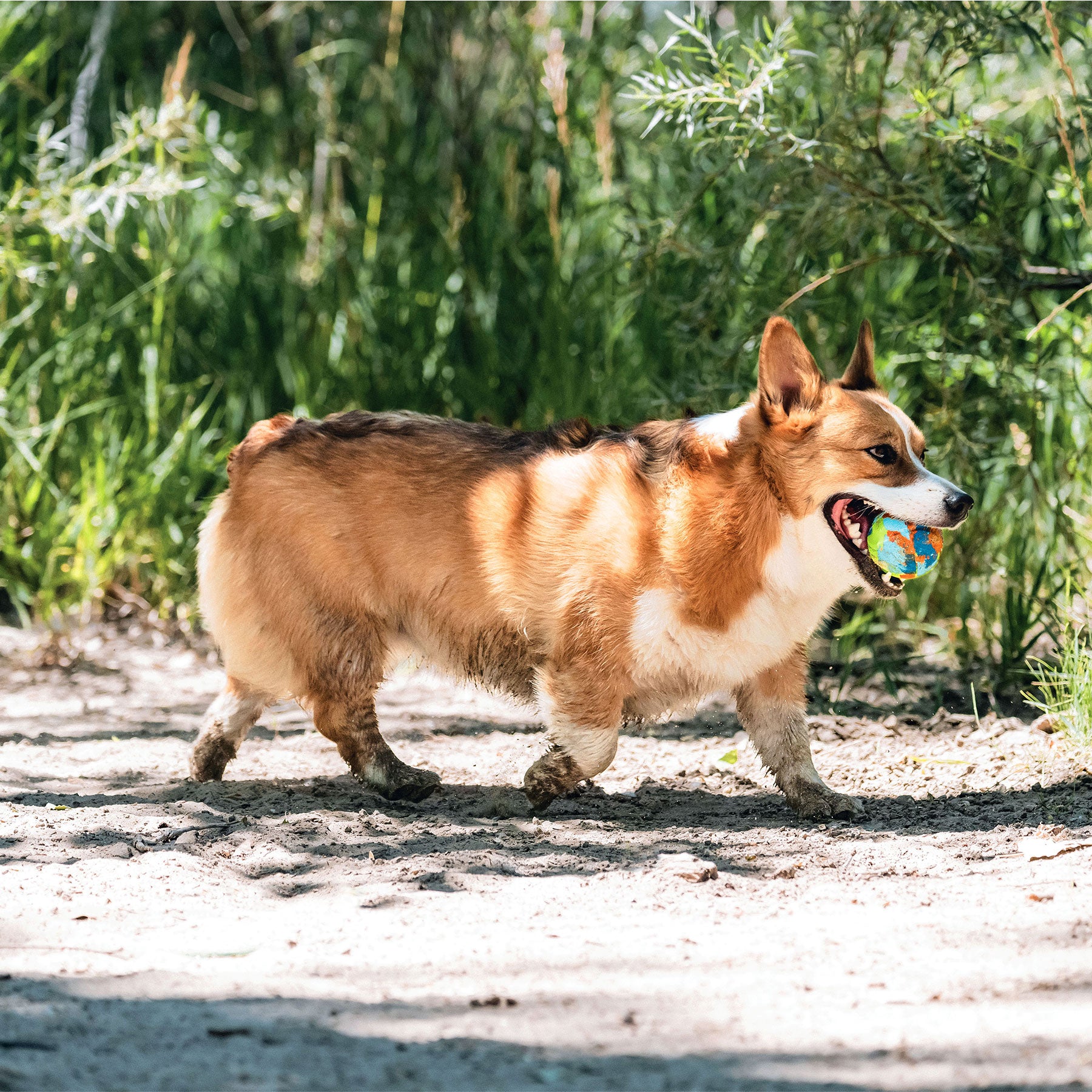 A reddish-brown and white corgi trots along a sunlit path, proudly carrying its Chuckit National Fetch Day Eco Fetch Ball from the 3 Pack, made of recycled rubber. The vibrant toy gleams against green foliage, where shadows dance on the ground.