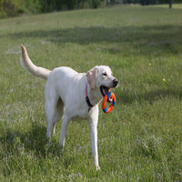 A white dog with a pink collar joyfully trots through a grassy field, clutching a Chuckit! RingChaser Dog Toy Set in its mouth. The interactive playtime is enhanced by the Chuckit UltraRing amidst lush greenery.