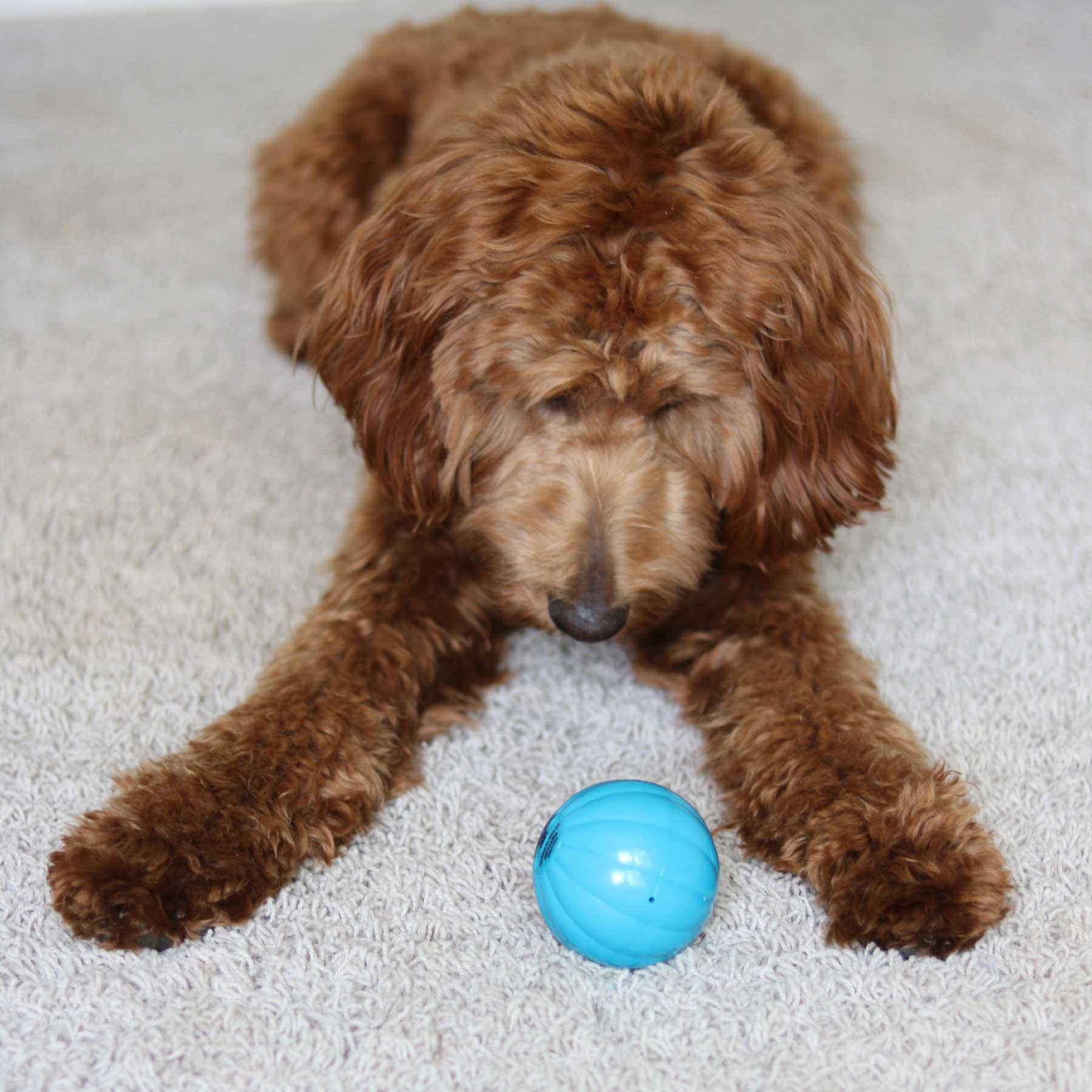 A fluffy brown dog lies on a light carpet, intently focused on its new Pet Qwerks Talking Babble Ball by Petqwerks, expertly crafted with high-impact ABS construction.