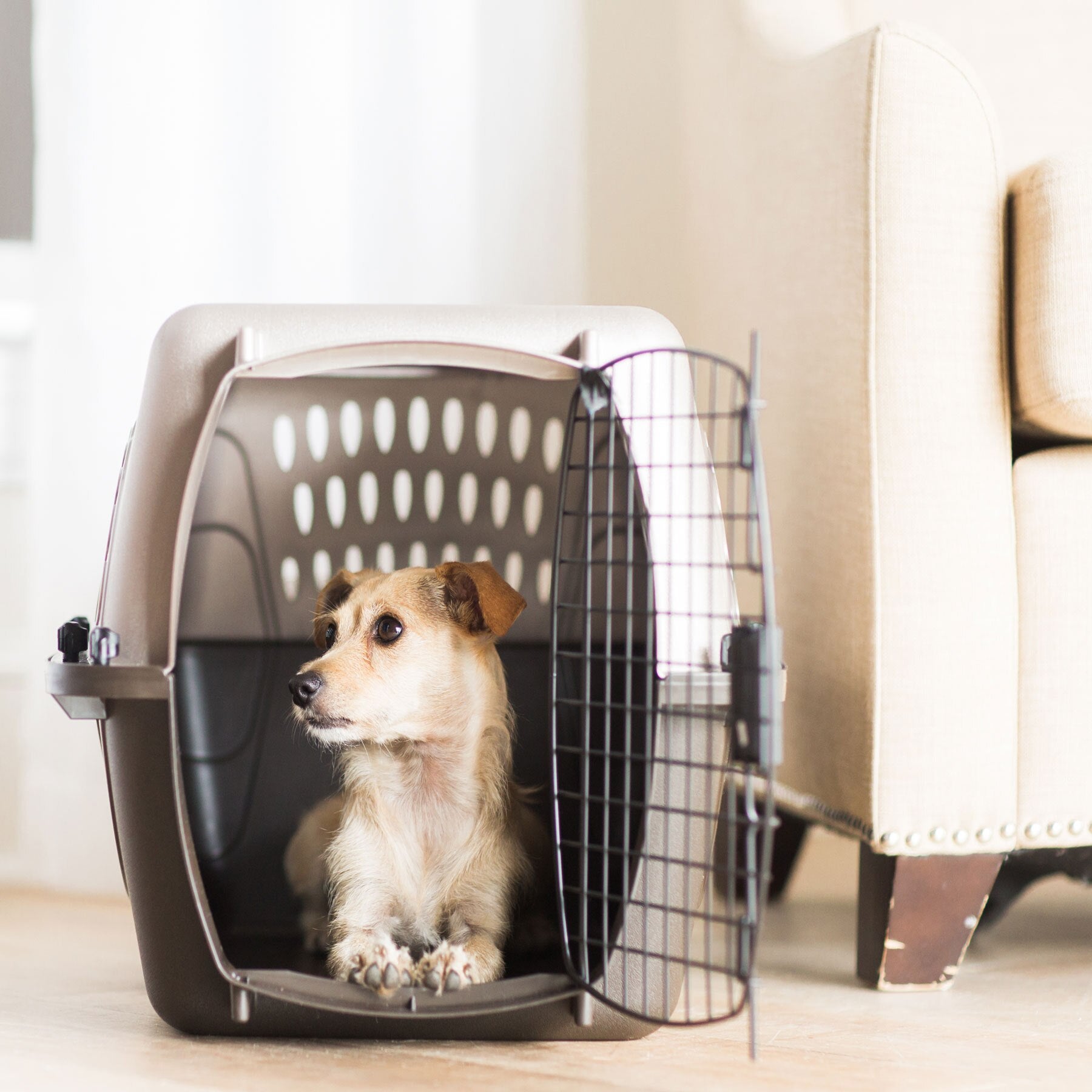 2 compartment dog crate best sale