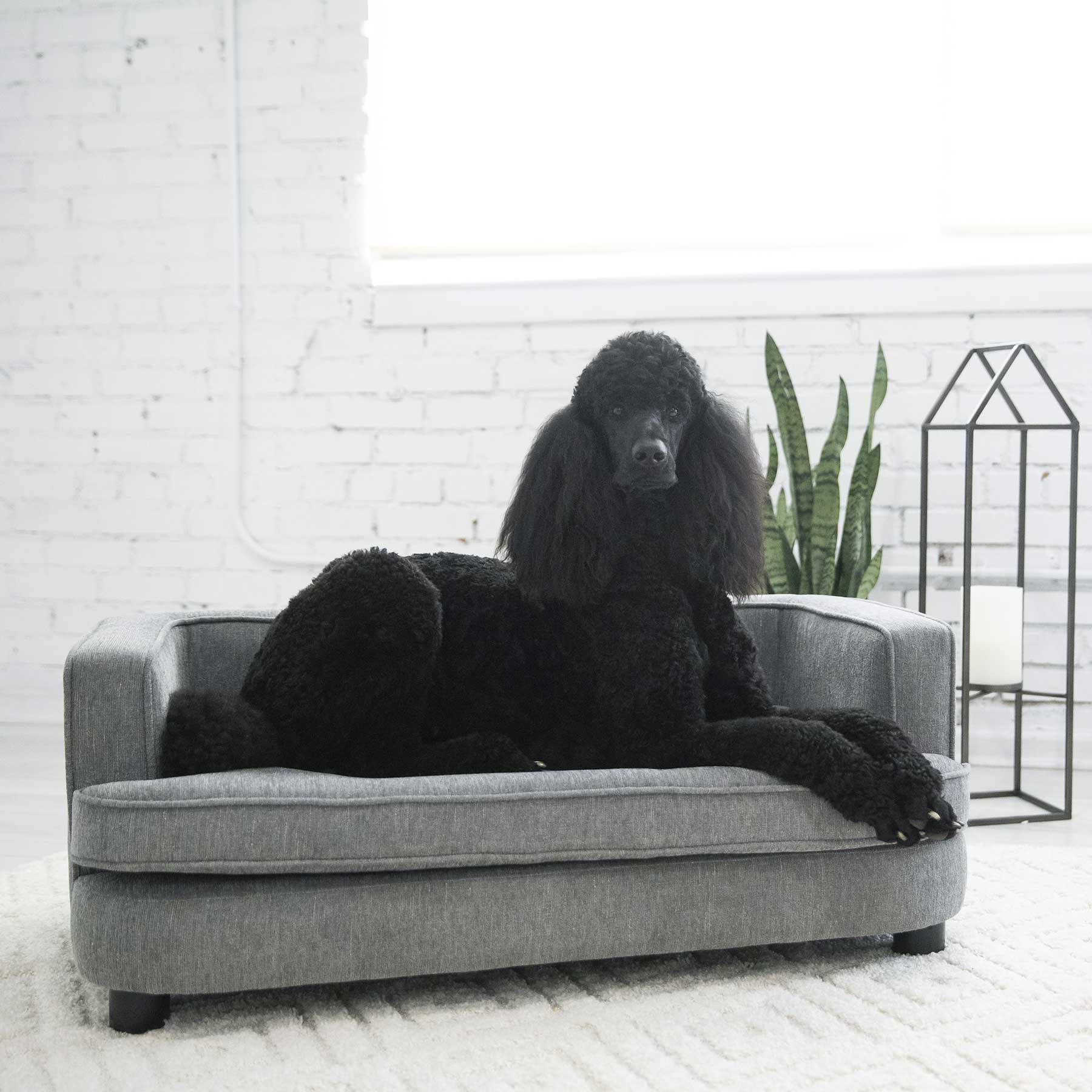 Danny dog sofa hotsell