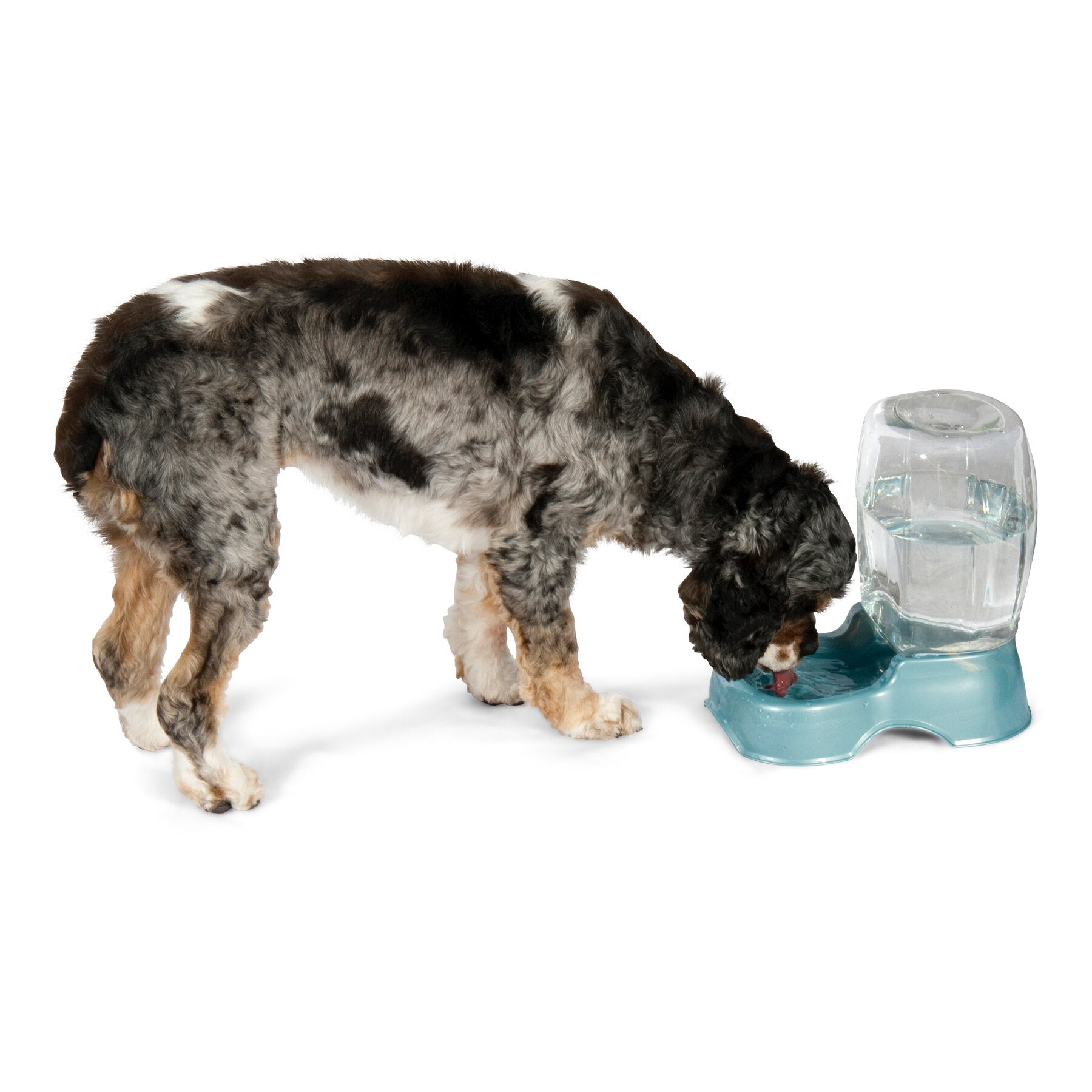 Petmate Pet Cafe Gravity Water Bowl Petmate